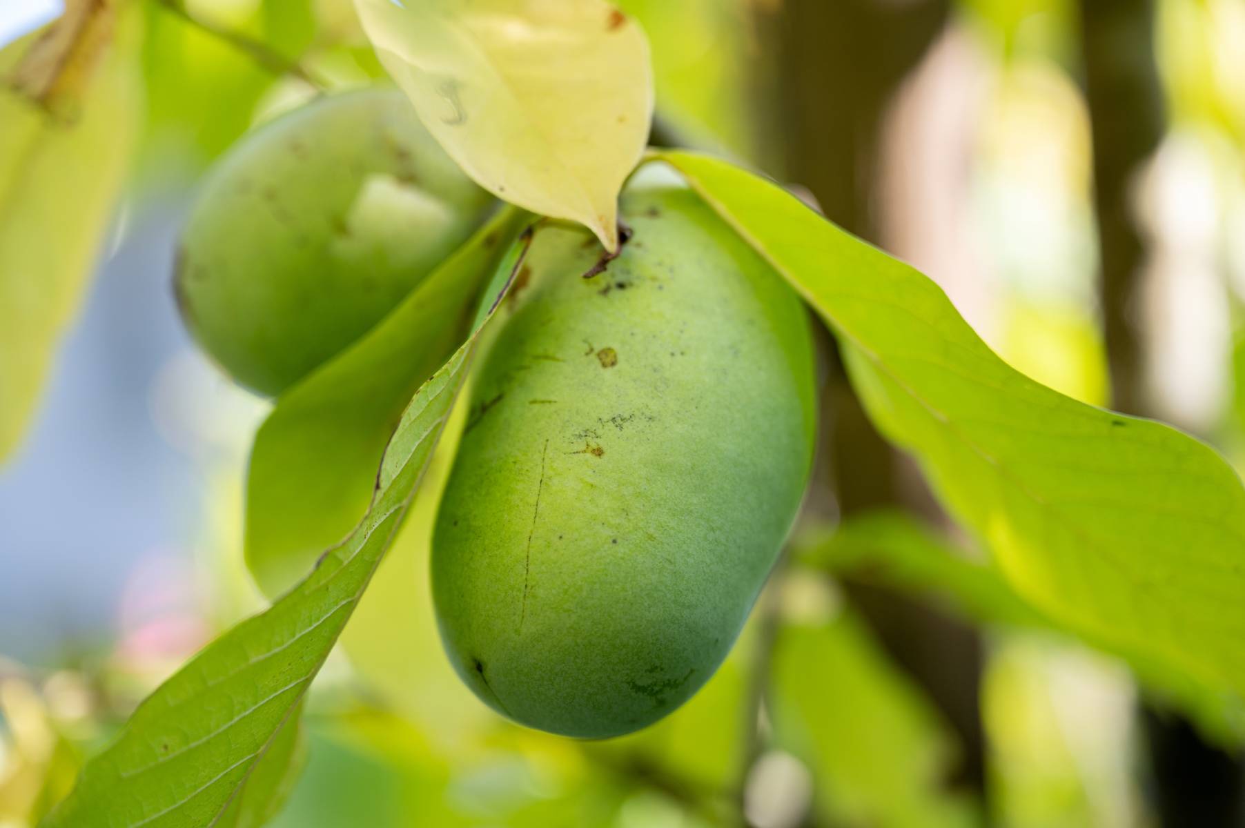 How to Grow Paw Paw Trees in Your Backyard - Mother Earth Living